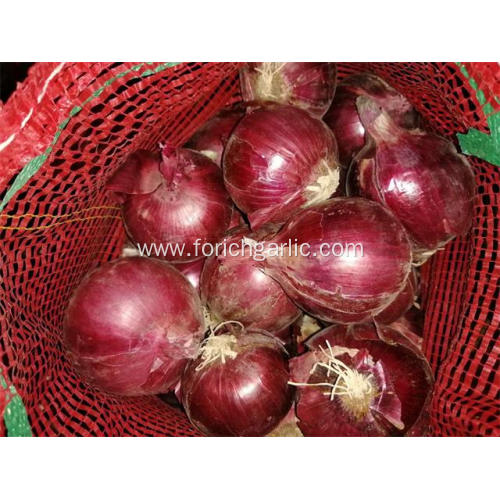 Fresh Red Onion Best Quality